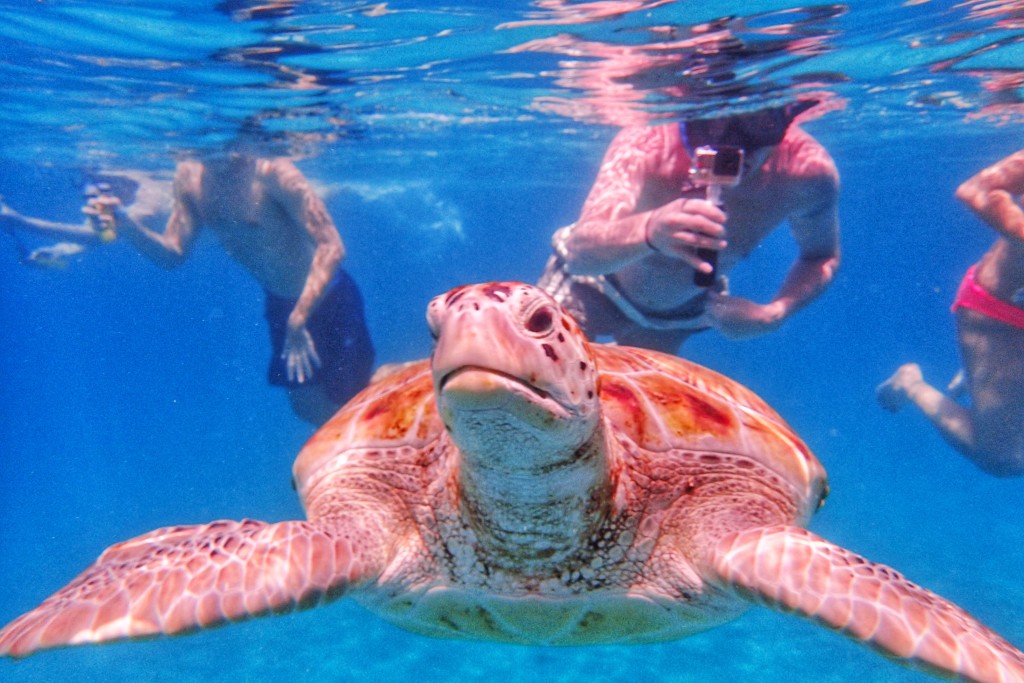 Nadando com tartarugas marinhas!