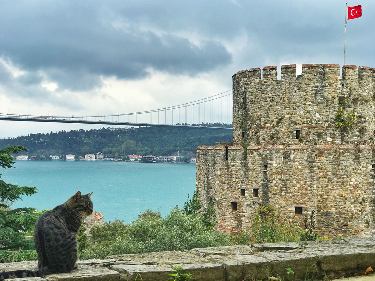Os gatos são praticamente donos de TUDO em Istambul! =D