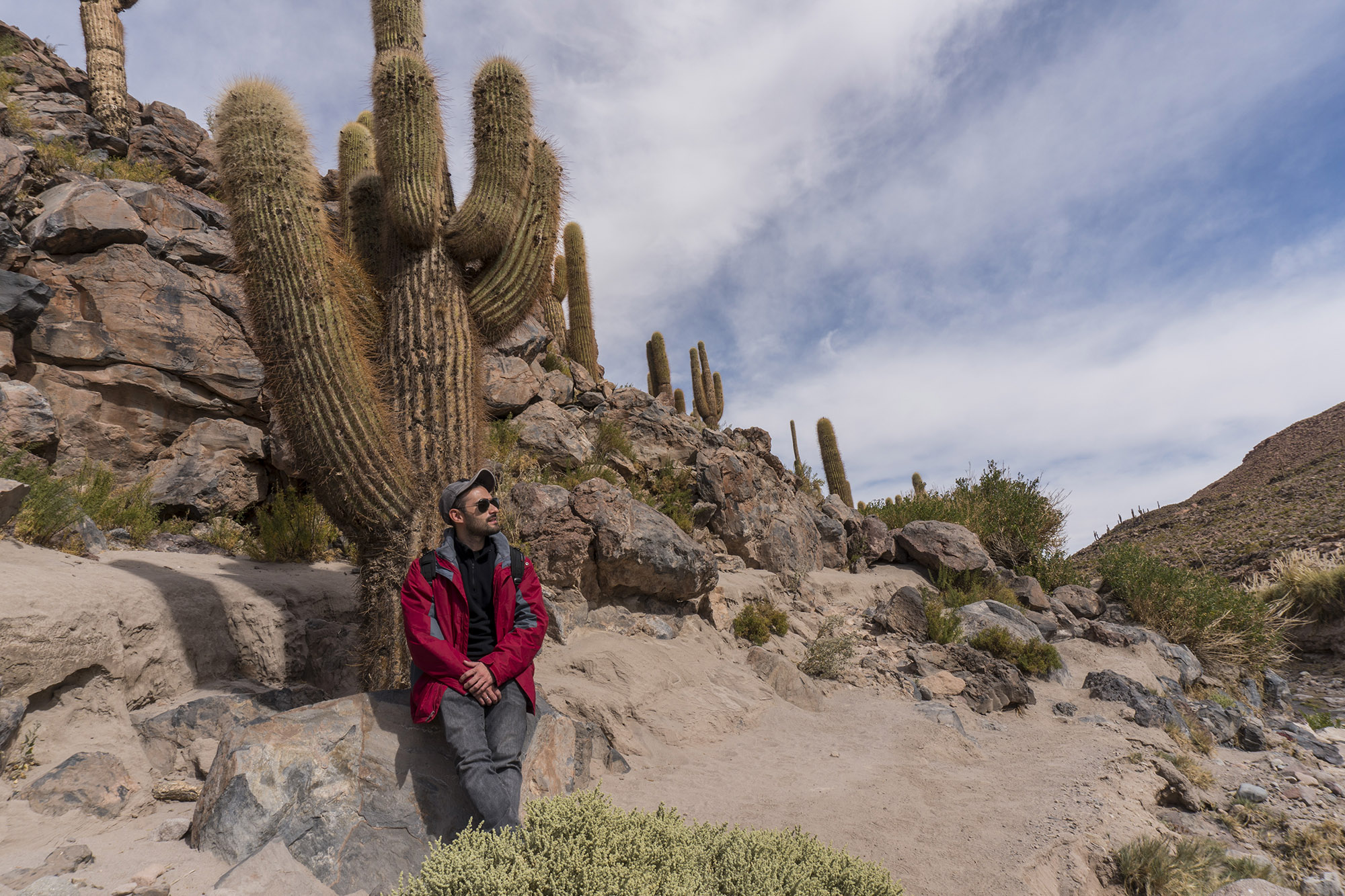 Valle de los Cactus - Atacama