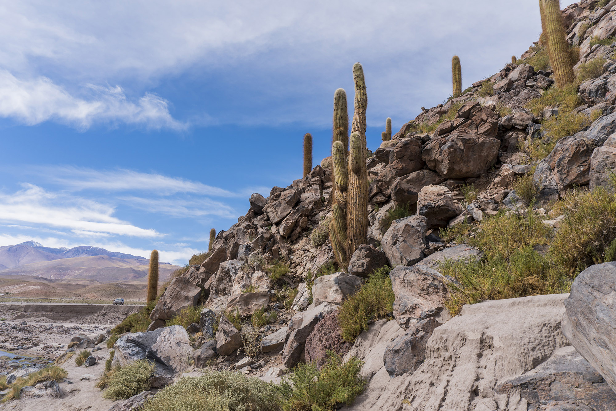 Valle de los Cactus - Atacama