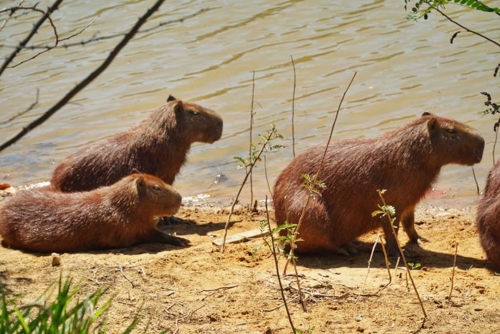 Capivaras da represa de Vinhedo