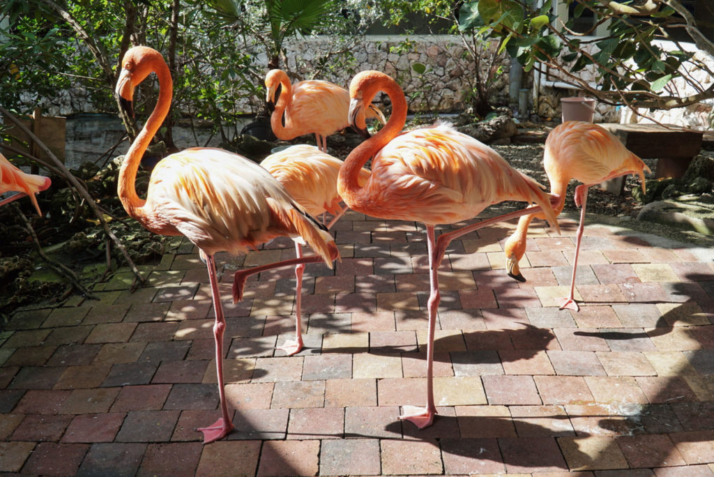 Sea Aquarium - Flamingos