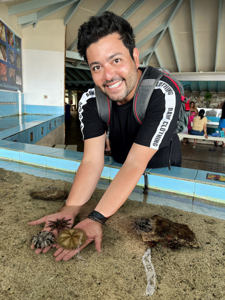 Ouriços - Sea Aquarium