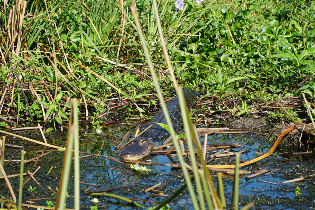 Gator - Wild Florida