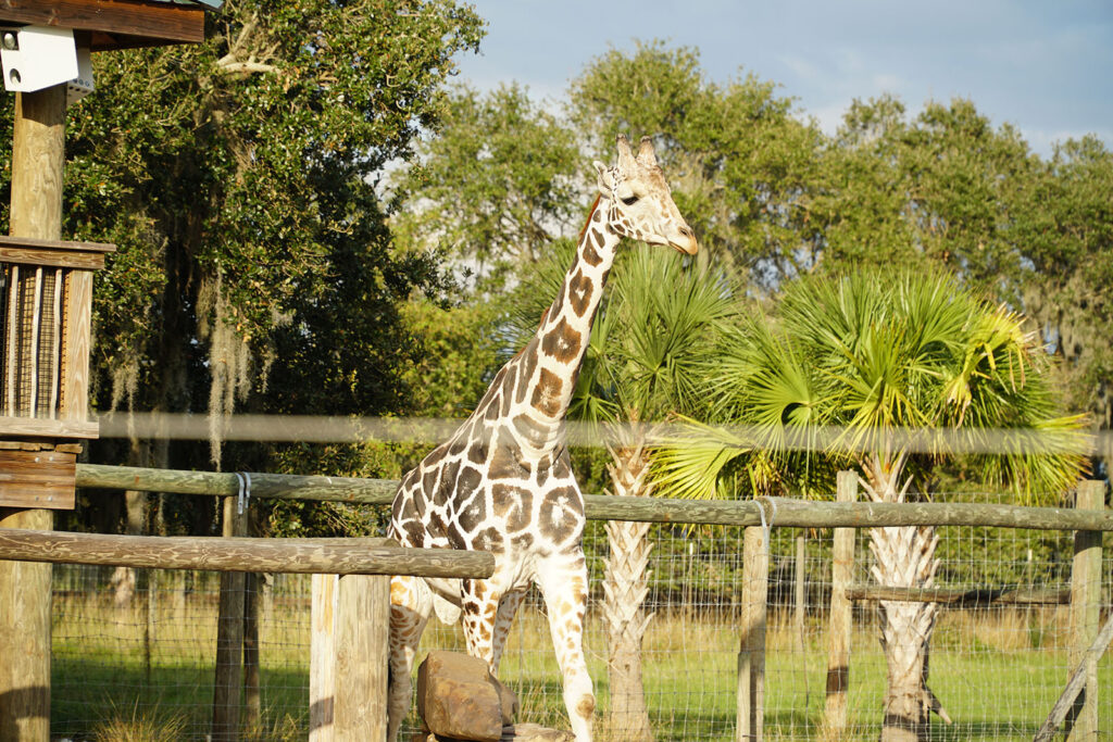 Girafas - Wild Florida