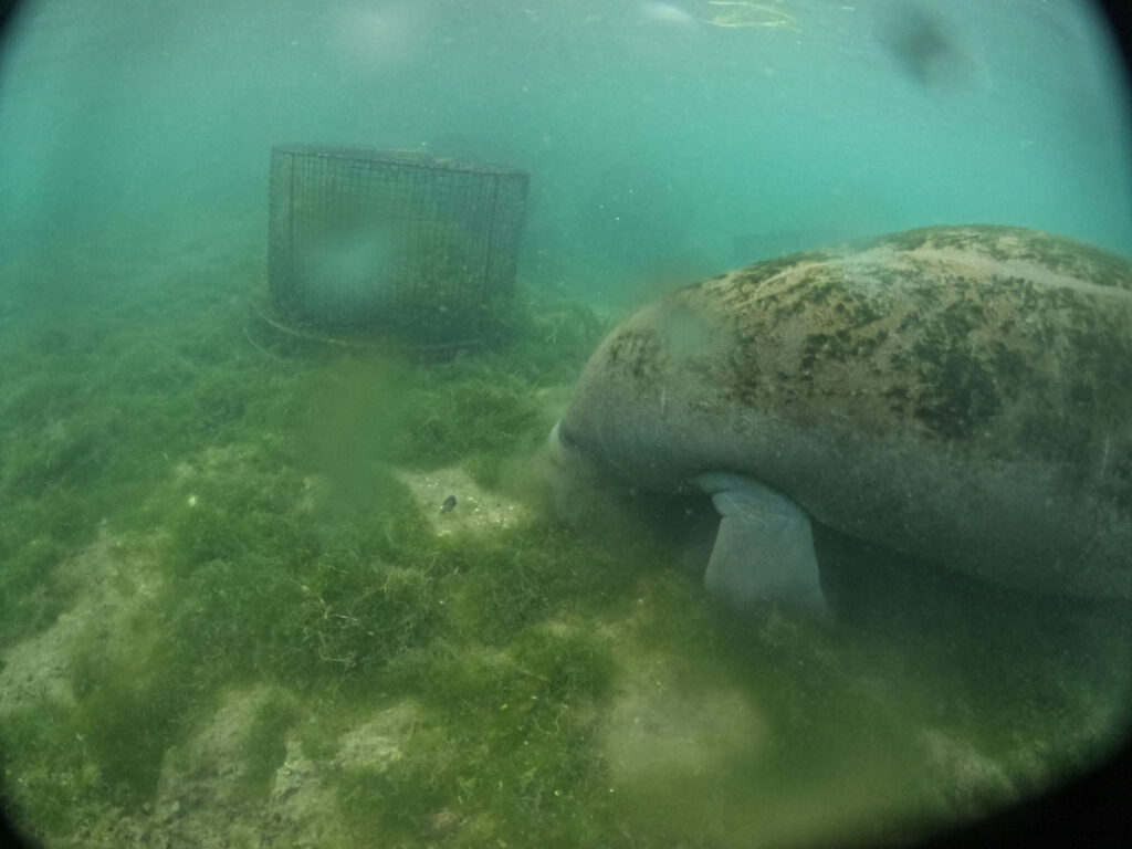 O que fazer e como chegar em Crystal River, o paraíso dos manatees! »  Destinos Imperdíveis