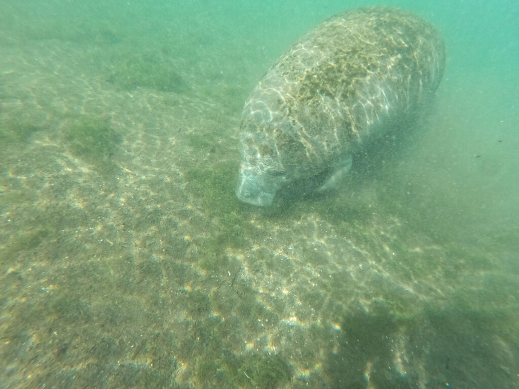 O que fazer e como chegar em Crystal River, o paraíso dos manatees! »  Destinos Imperdíveis