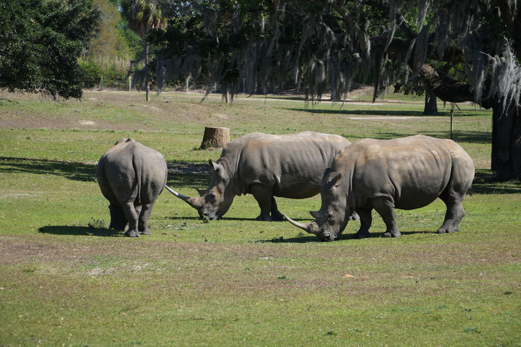 Serengeti Safari - Busch Gardens - rinocerontes