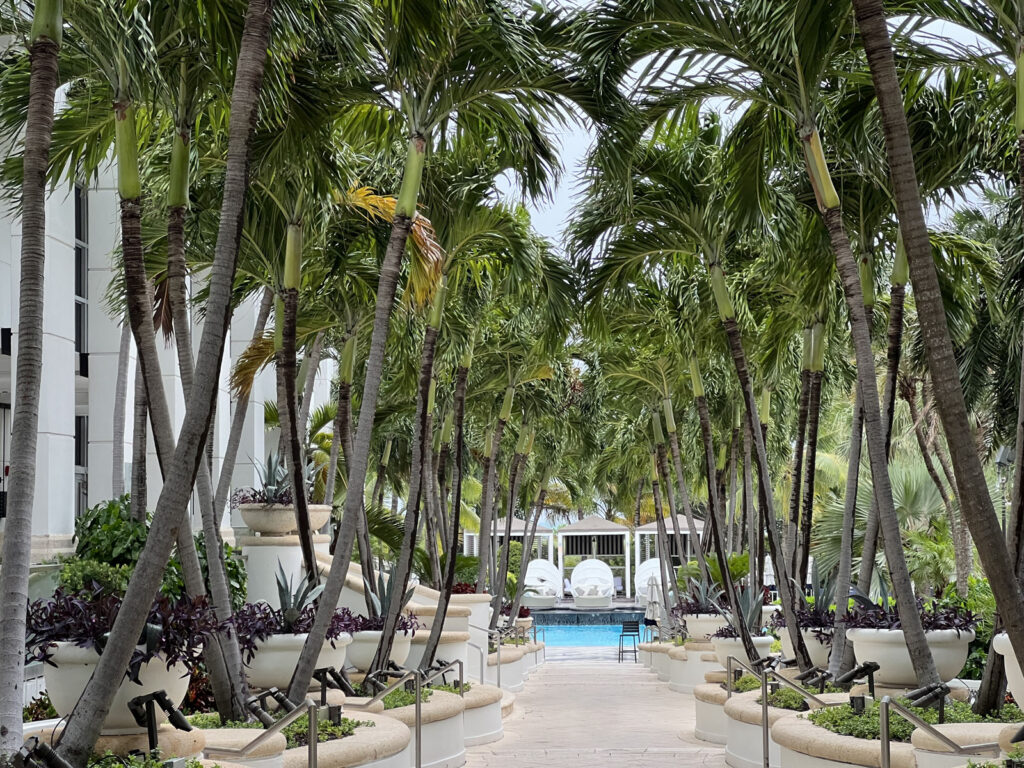 loews miami beach piscina palmeiras palms way