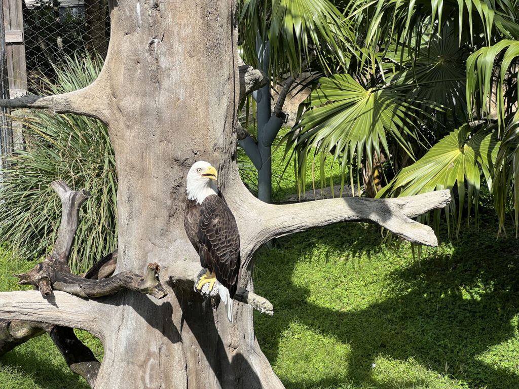 american eagle águia americana miami zoo