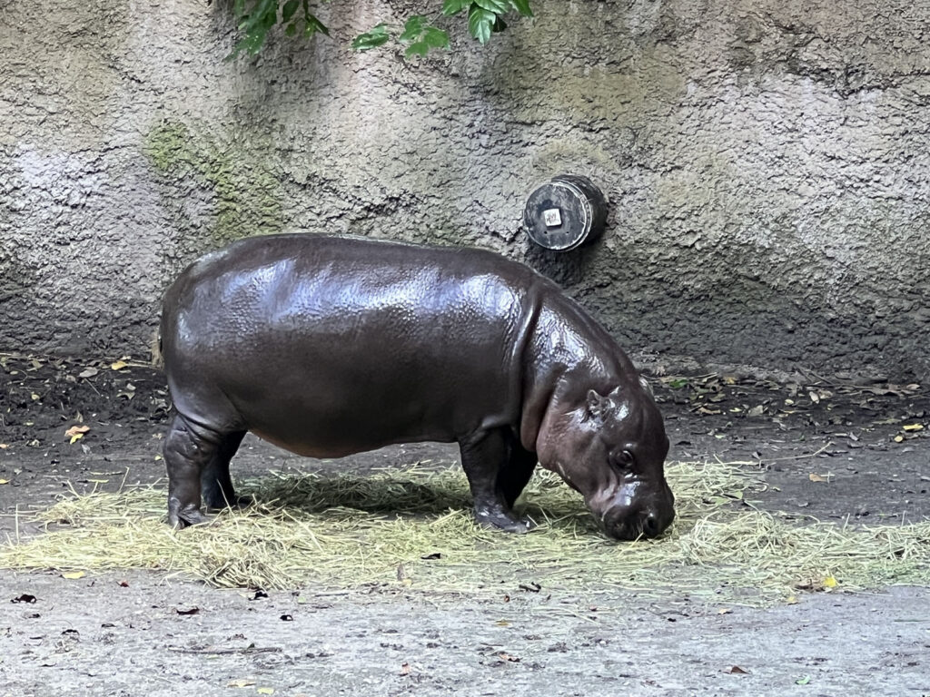 hippo pigmeu miami zoo