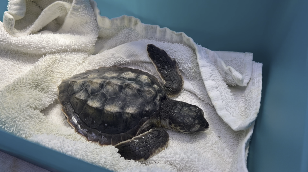 loggerhead marinelife center - juno beach - palm beaches - 3em3 - sea turtle - tartaruga marinha