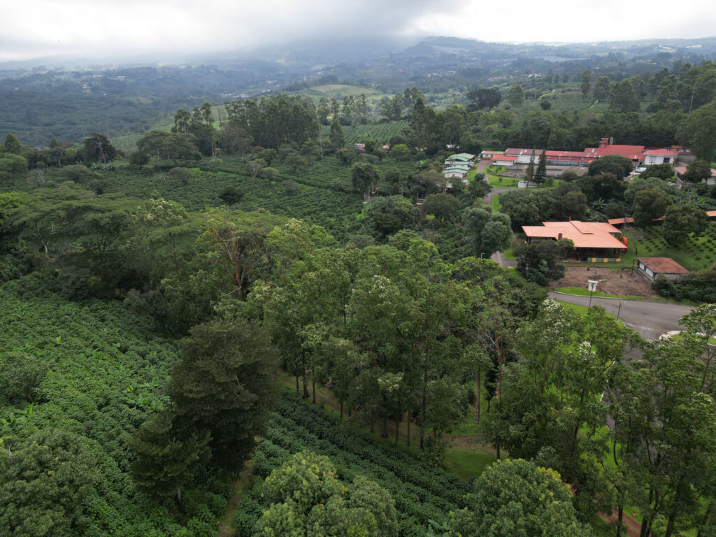 hacienda doka costa rica alajuela cafe