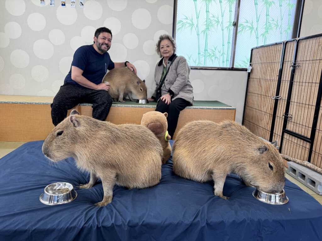 cappiness capivara capivaras capubara capybaras cafe passeios em tóquio toquio tokyo japan japao 3em3