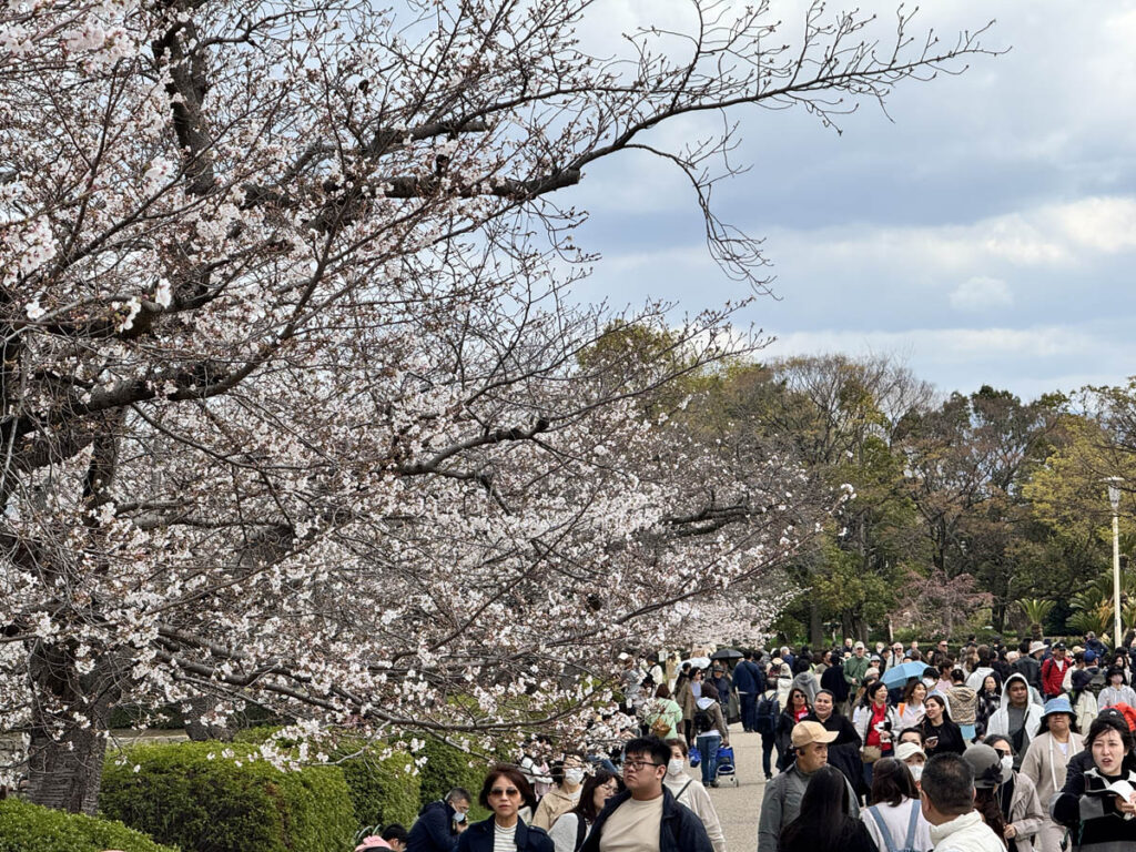 osaka japao japan cherry blossom flor cerejeira 3em3 