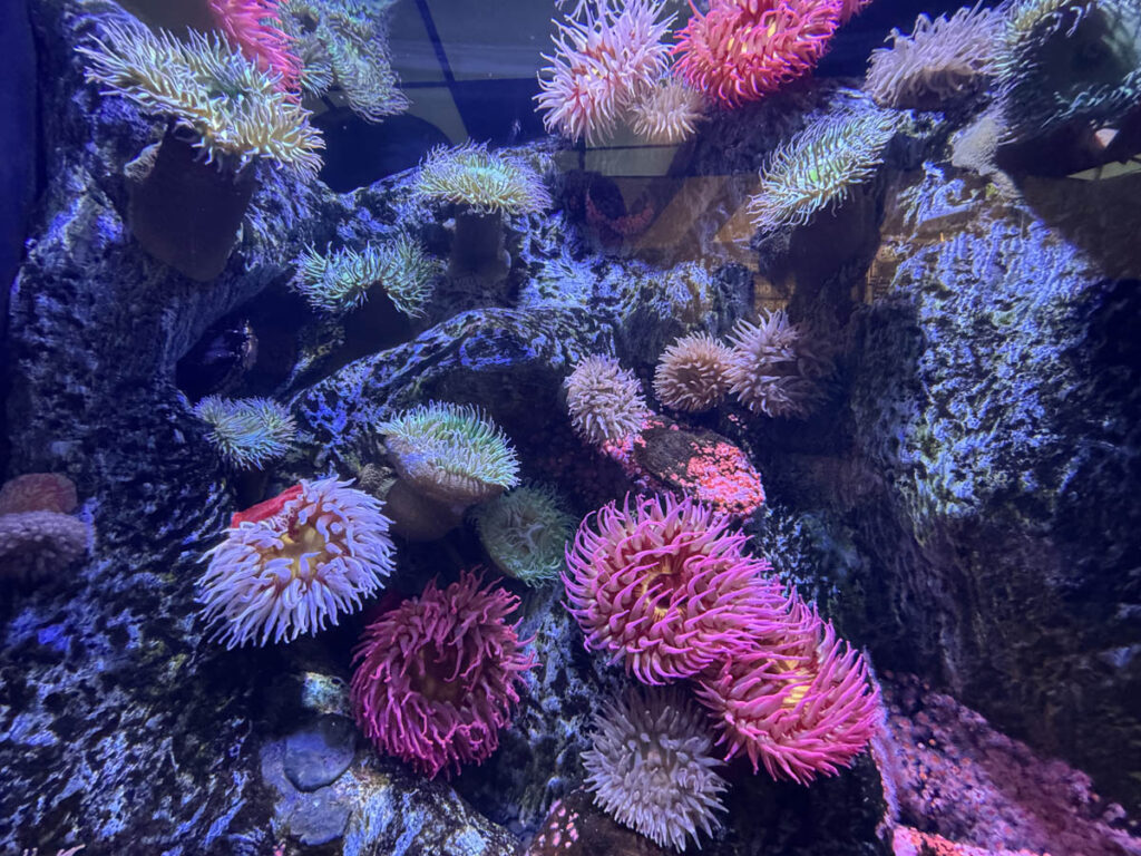 georgia aquarium aquario atlanta 3em3