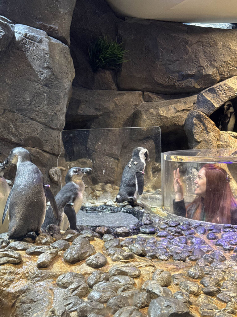 georgia aquarium aquario atlanta 3em3