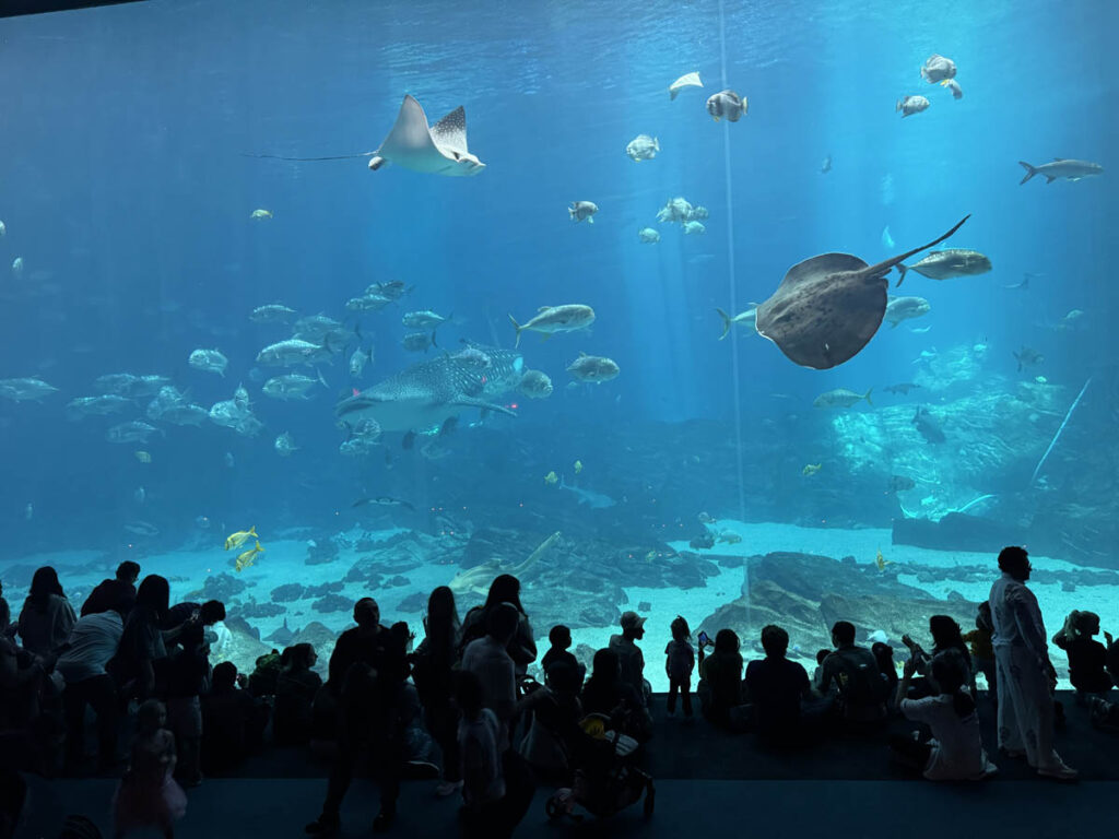 georgia aquarium aquario atlanta 3em3 ocean voyager