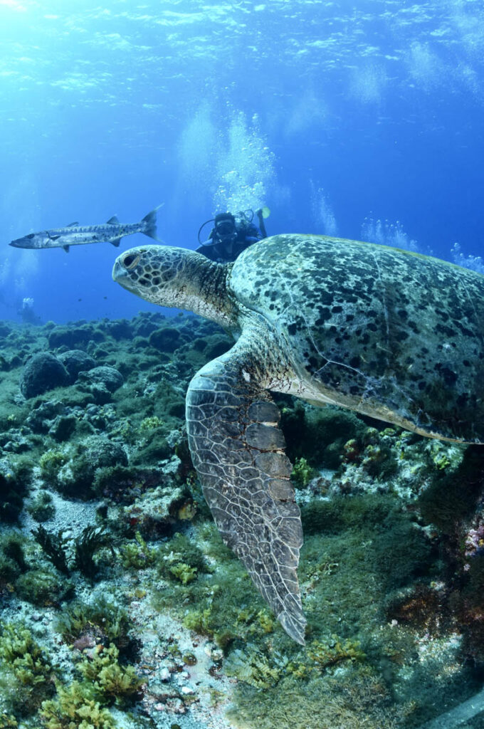 fernando de noronha pernambuco PE 3em3 atalaia mergulho batismo