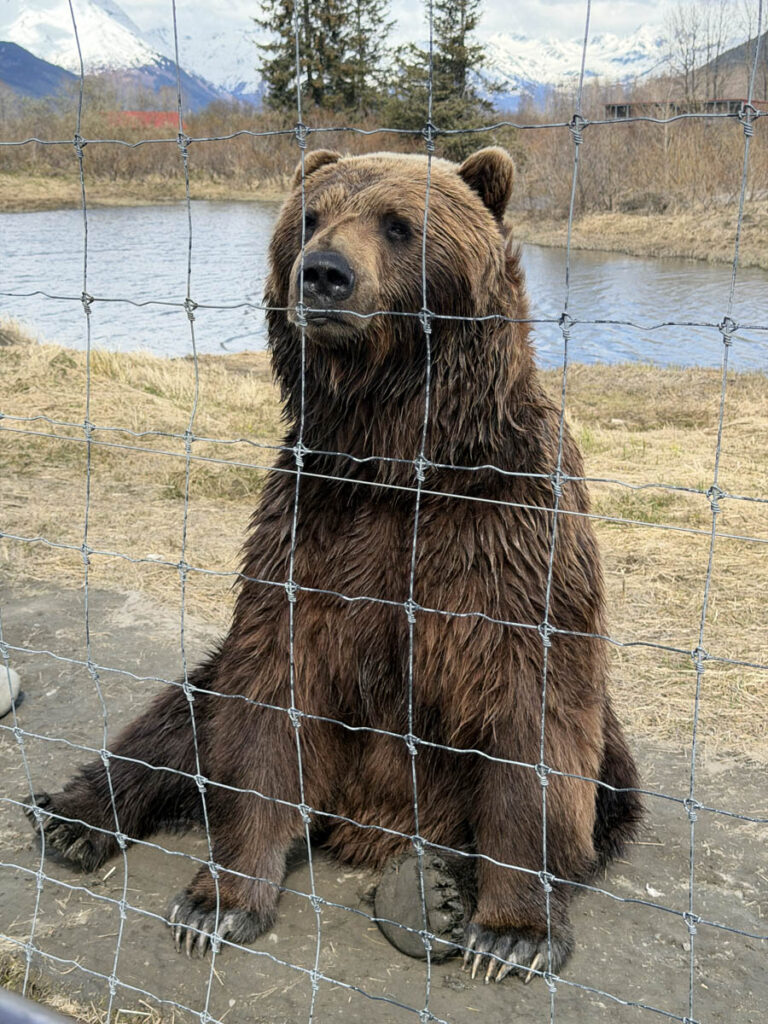 alaska alasca anchorage lake portage lago catamara 907 tours wildlife conservation center bear urso